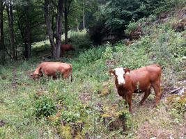 Zwei Hinterwälder Rinder stehen zur Beweidung im unwegsamen Gelände.