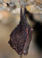 Eine Kleine Hufeisennase hängt kopfüber von einer Gesteinsdecke, eingehüllt in ihre Flügel.