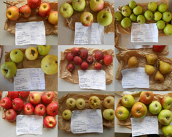 Zu sehen ist eine Sammlung von Fruchtproben von insgesamt 9 unterschiedlichen Apfel- und Birnensorten für die pomologische Bestimmung.