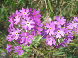 Zwei violette Blütenstände wilder Primeln.