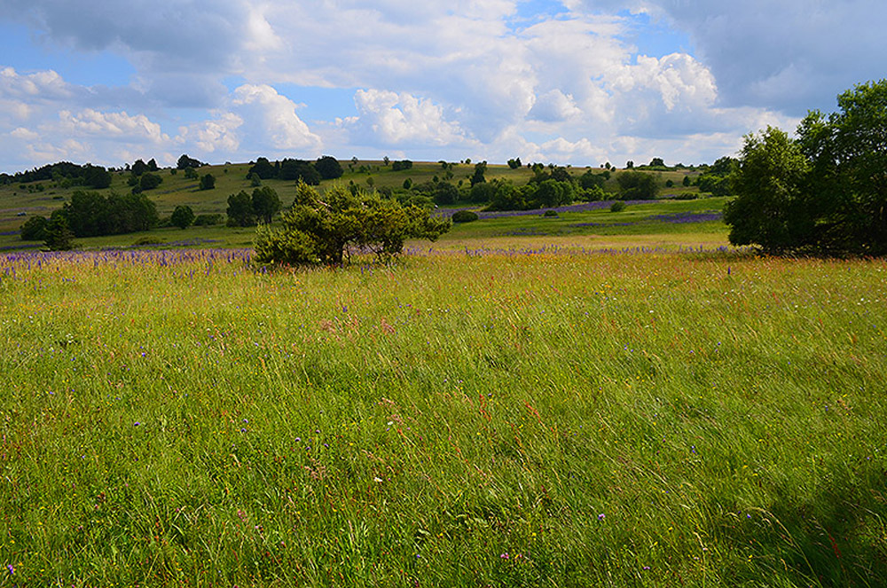 Rhönlandschaft mit Wiese vor mit Büschen bewachsenen Hügeln.