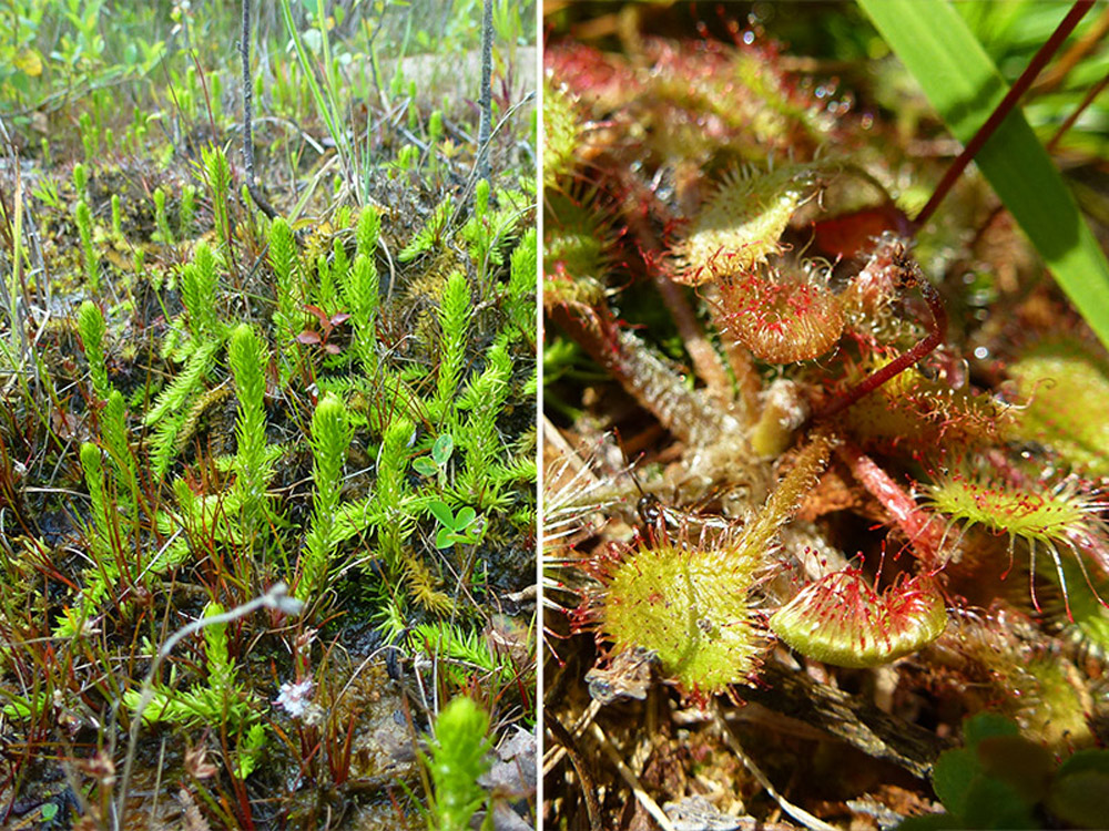 Sumpfbärlapp (Lycopodiella inundata); Rechts im Bild: Rundblättriger Sonnentau (Drosera rotundifolia).