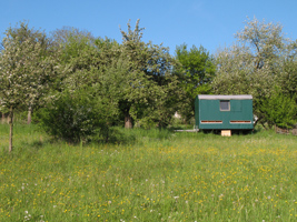 Inmitten von blühenden Obstbäumen und Wiesenblumen steht ein grün gestrichenes Bienenhaus.