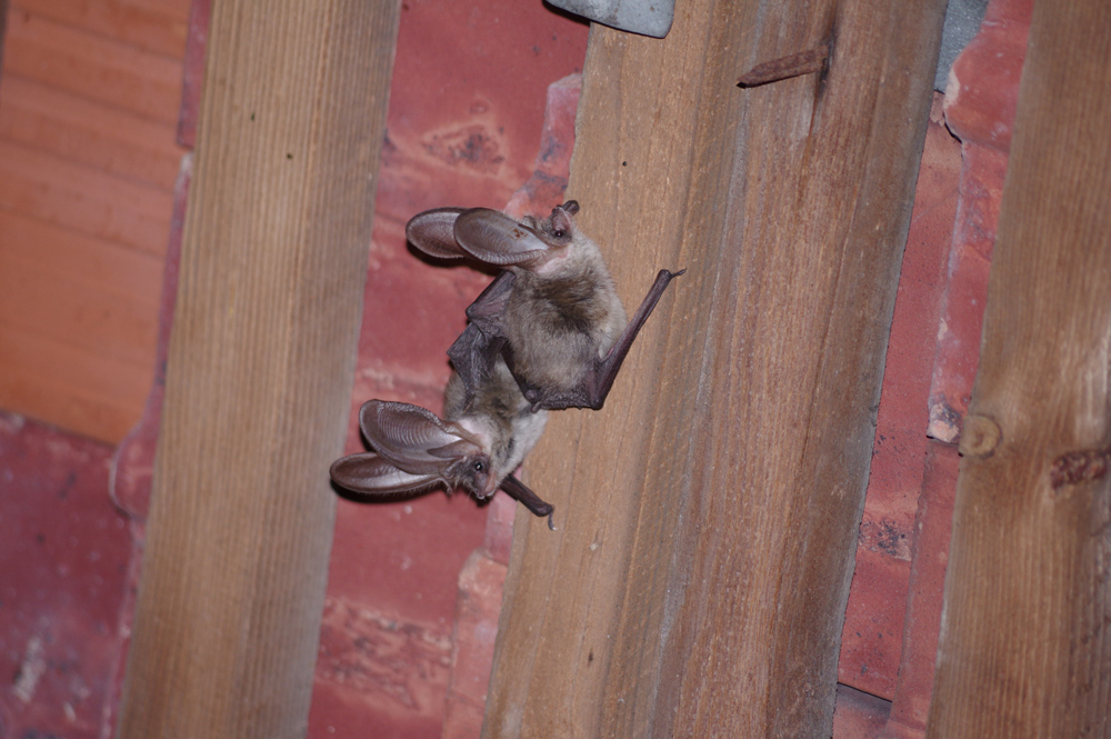 Zwei Fledermäuse mit auffällig großen Ohren hängen in einem mit Ziegeln bedeckten Dachstuhl.