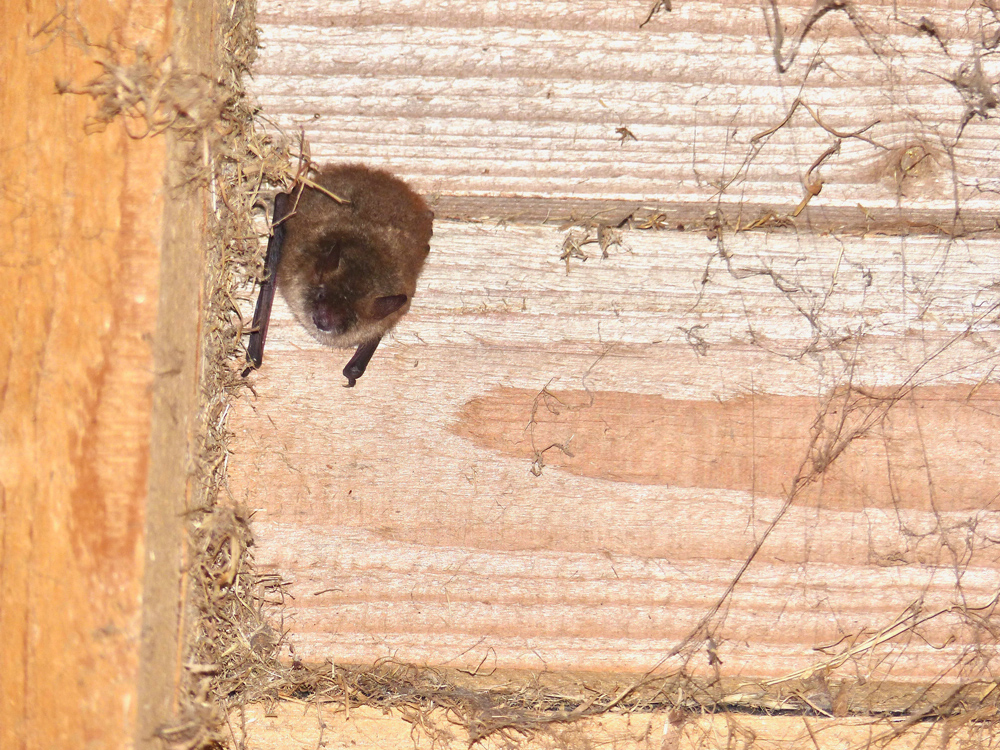 Eine kleine Fledermaus krallt sich an den Holzlatten eines Dachstuhls fest. Weitere hundert Fledermäuse hängen ebenfalls im Dachstuhl.
