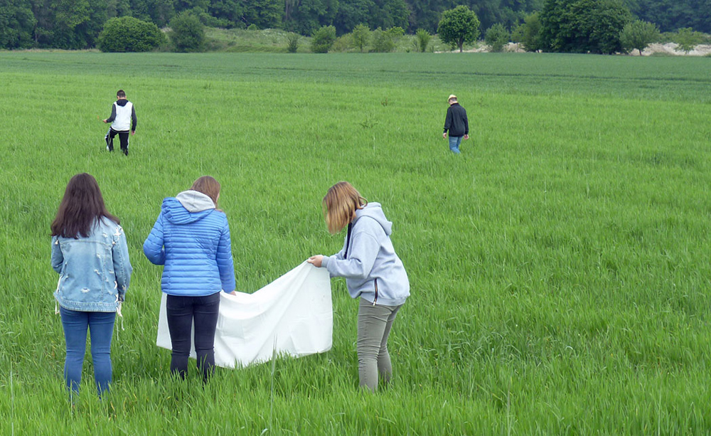 Auf einem Feld mit noch jungem, grünem Getreide, suchen drei Mädchen mit einem weißen Tuch in der Hand nach Wildkräutern; im Hintergrund streifen zwei Jungen durch das Feld.