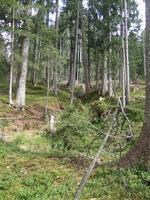 Lichte, steile Fichtenbestände in unterschiedlichen Altersklassen. Die krautige Bodenschicht ist von Rausch-, Heidel- und Preiselbeeren sowie Grasbeständen durchsetzt.