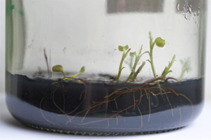 In einem Glasbehälter wachsen auf dunklem Nährmedium mehrere Sämlinge heran und haben bereits Sprosse und Blätter ausgebildet.