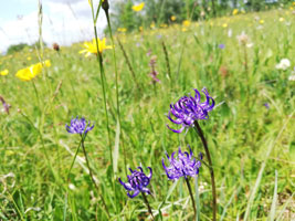 Im Bildmittelpunkt ist eine lilafarbene Blume aus der Familie der Glockenblumen: Die Kugelige Teufelskralle. Die Pflanze steht auf einem leicht abschüssigen Hang in einer extensiv genutzten, bunten Mähwiese mit hohem Kräuteranteil. 