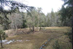 Im Bild ist eine extensiv genutzte Wiese auf einer Waldlichtung zu sehen; früher wurden diese Wiesen mit hohem Anteil an Sauergräser im Herbst gemäht und das Material in beispielsweise Kuhställen eingestreut.