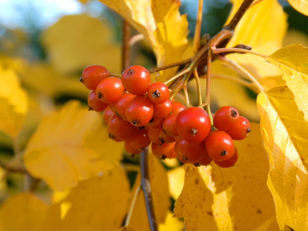 Ein Fruchtstand aus kleinen roten Beeren vor herbstlich gelb gefärbten Blättern.