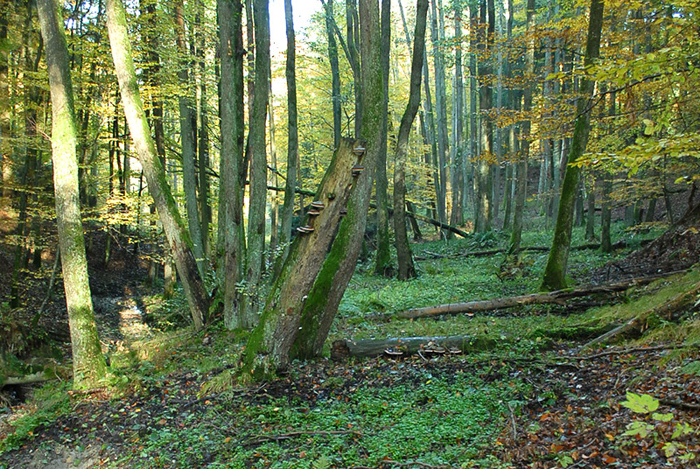 Ausschnitt eines Erlenbruchwaldes mit Bäumen aller Altersklassen, Totholz am Ufer eines Waldbaches.