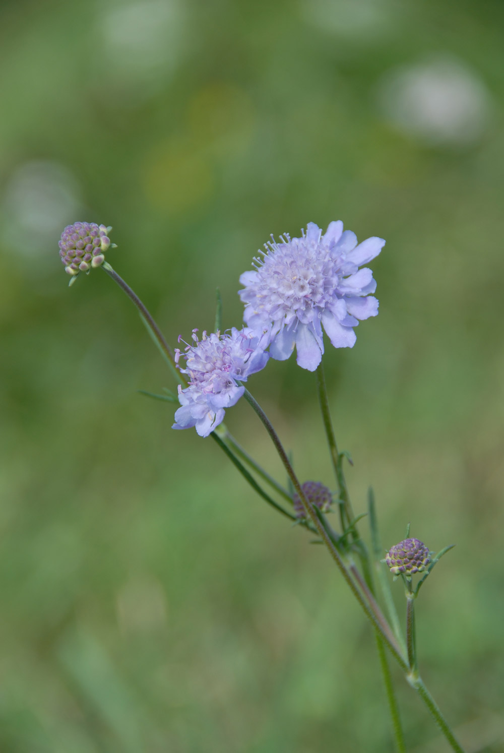 Blume mit zwei zartlila Blüten und drei Blütenknospen vor unscharfem grünem Hintergrund.