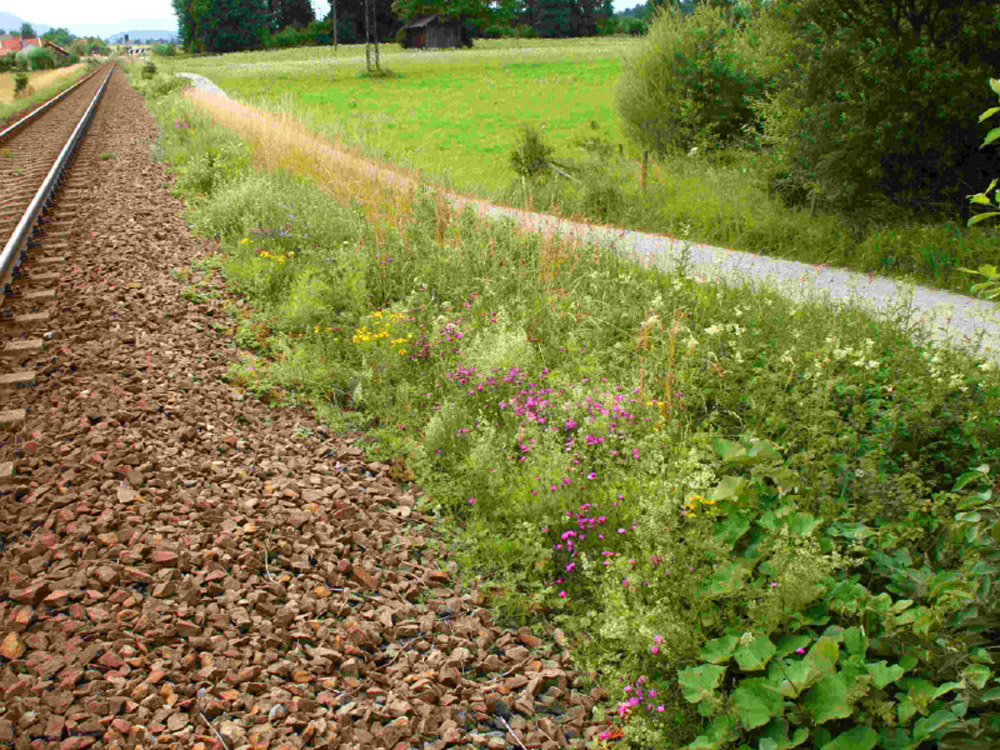 An der Böschung eines Bahndamms wachsen pink blühende Busch-Nelken zwischen vielen anderen Wildkräutern.