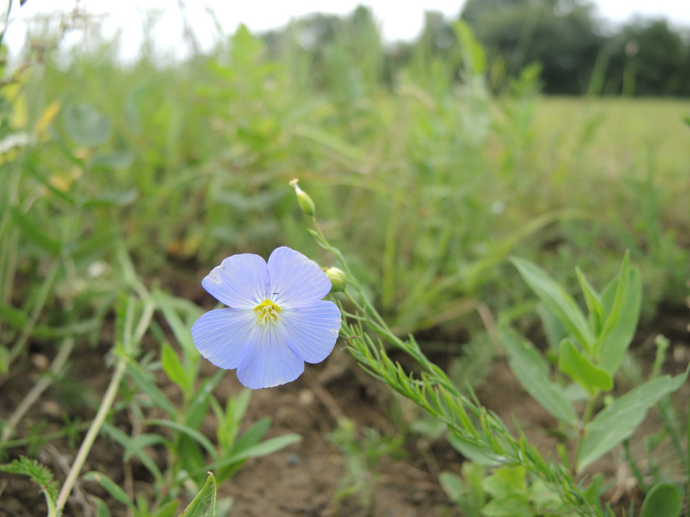 Blüte und junger Fruchtstand von Linum perenne mit zart lavendelfarbener Blüte und aufrechtstehendem Fruchtstiel.