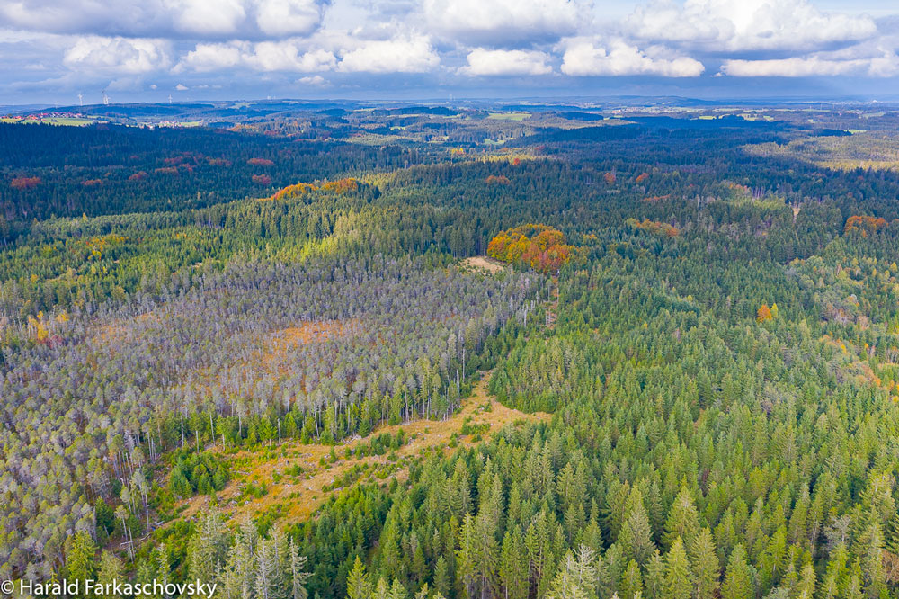 Anhand einer Luftbildaufnahme wird aus der Vogelperspektive ein von Nadelbäumen dominierter Mischwald abgebildet. Das Gelände ist stark relieffiert und weist unterschiedliche Lebensraumtypen und Habitatelemente des Waldes auf. Darunter ein größerer Hochmoorkomplex mit einem lückigen Bestand aus Moorkiefern, Altholzinseln von Laubbäumen und dichten Nadelwaldbeständen.