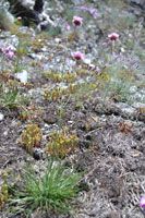 Zu sehen ist der typischer Bewuchs eines besonnten Serpentinitfelskopfes. Im Vordergrund stehen mehrere Serpentingrasnelken (Armeria maritima subs. serpentini). Diese wachsen polsterartig mit schmalen, linearischen Laubblättern. An einem Stiel steht die einzelne Blüte mit rosafarbenen Kronblättern. Man sieht außerdem zahlreiche Exemplare des Scharfen Mauerpfeffers (Sedum acre). Diese sind wesentlich kleiner als die Serpentingrasnelken. Sie haben eiförmige, dickfleischige Blätter von grüngelber bis oranger Färbung. Dazwischen stehen vereinzelt Pfingstnelken. Größtenteils sind die rosafarbenen Blüten noch geschlossen.