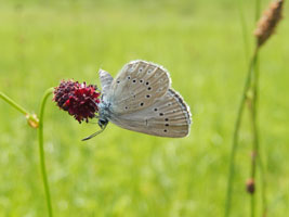 Ein Heller Wiesenknopfameisenbläuling saugt an seiner Wirtspflanze, dem Großen Wiesenknopf.