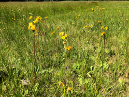 Auf dem Foto ist eine niedrigwüchsige, locker bewachsene Wiese mit vereinzelt stehenden, hochwachsenden, gelbblühenden Blumen (Berg-Wohlverleih), die aus Blattrosetten wachsen, zu sehen.