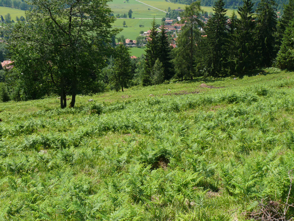 Hügelige Almwiesen mit einzelnen Fichten vor bewaldeter Bergkette.