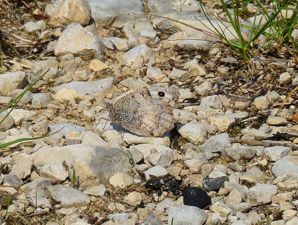 Kaum zu erkennen, weil ähnlich gefärbt wie der Untergrund, sitzt ein Schmetterling mit gefalteten Flügeln auf steinigem Boden.