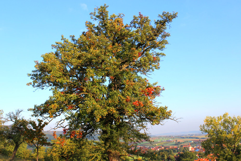 Großer, reich verzweigter Baum vor blauem Himmel.