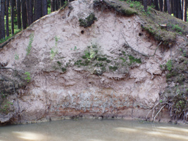 Zwei kreisrunde Löcher in einer Sandsteilwand, die von Eisvögeln als Zugang zu ihren Brutröhren angelegt wurden.