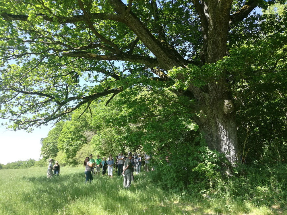Eine Gruppe von Naturfreunden besucht eine alte Eiche, die an einem Waldrand steht.