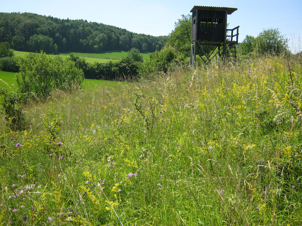 Bunte Wiese mit hoch gewachsenen Wildstauden und -blumen, im Hintergrund ein Jägerhochsitz.