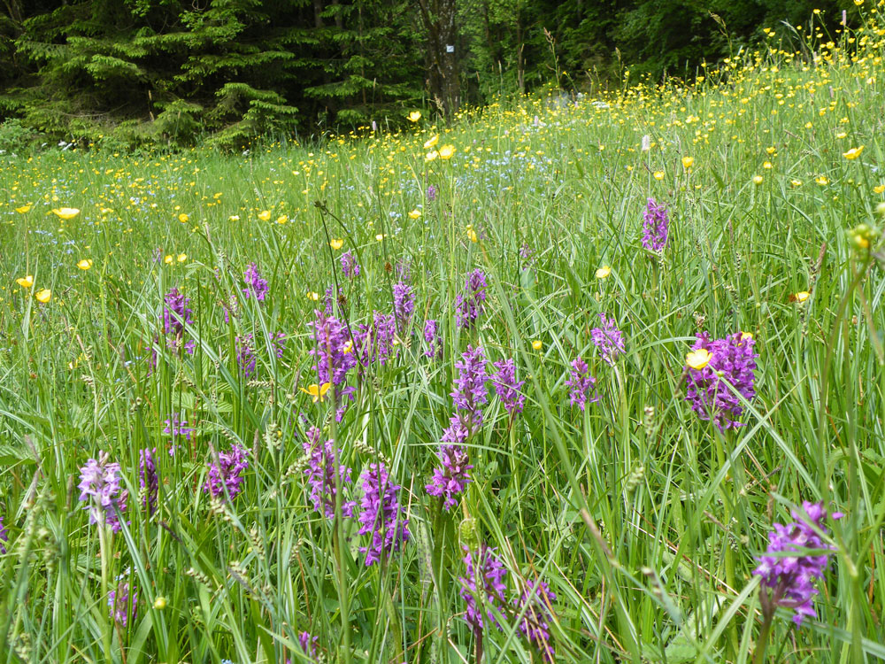Wiesenausschnitt mit kleinen gelben Blüten von Hahnenfuß und großen lila Blüten einer einheimischen Orchideenart.