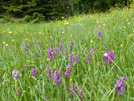 Wiesenausschnitt mit kleinen gelben Blüten von Hahnenfuß und großen lila Blüten einer einheimischen Orchideenart.