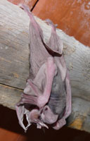 Eine neugeborene Fledermaus hängt an ihren Füßen an einem Holzbalken unterm Ziegeldach.