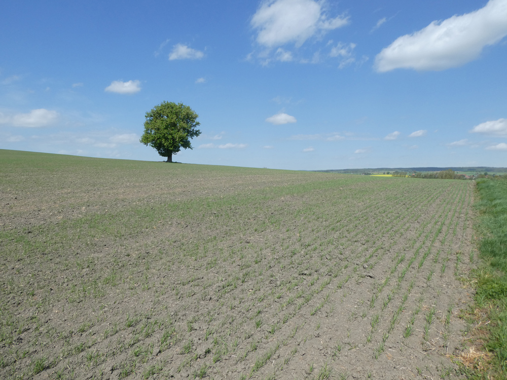 Kahle Landschaft mit markantem Baum am Horizont.