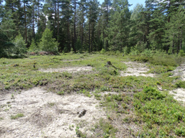 Waldlichtung mit sandigen Freiflächen und einer lückigen, krautreichen Vegetation.