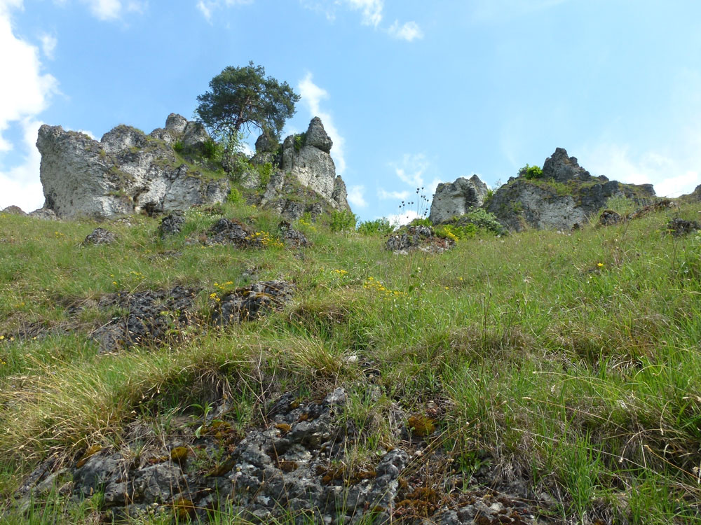 Ein üppig bewachsener Hang, teilweise mit Felsen. Im Hintergrund ist blauer Himmel mit Wolken zu sehen.