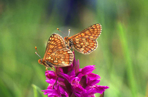 Zwei orange-braun gemusterte Schmetterlinge sitzen mit gefalteten Flügeln auf einer magentafarbenen Orchideenblüte.