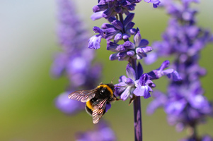 Eine Hummel saugt im Flug Nektar aus violetten Blüten.