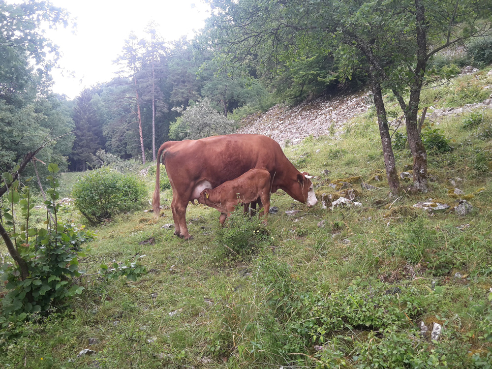 In unwegsamem steinigen Gelände trinkt ein Kälbchen am Euter der grasenden Mutterkuh.