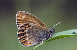 Ein kleiner rostroter Schmetterling sitzt mit gefalteten Flügeln auf einem Blatt.