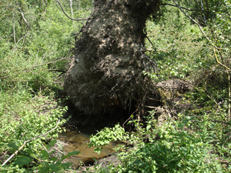 Unter einem Wurzelteller eines vom Sturm geworfenen Baumes hat sich Wasser zu einer Pfütze gesammelt.