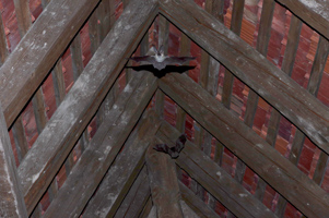 Zwei Fledermäuse mit ausgebreiteten Flügeln kurz vor dem nächtlichen Ausflug aus einem Dachstuhl.