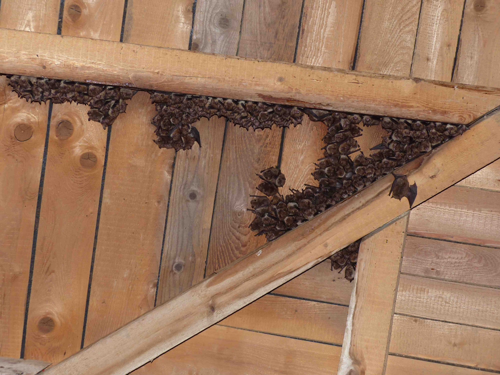 In einem Winkel eines von Holzbrettern geformten Dachgestühls hängen mehrere Dutzend Fledermäuse.