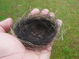 Eine Hand hält ein Vogelnest aus Pflanzenhalmen und Büffelhaaren.