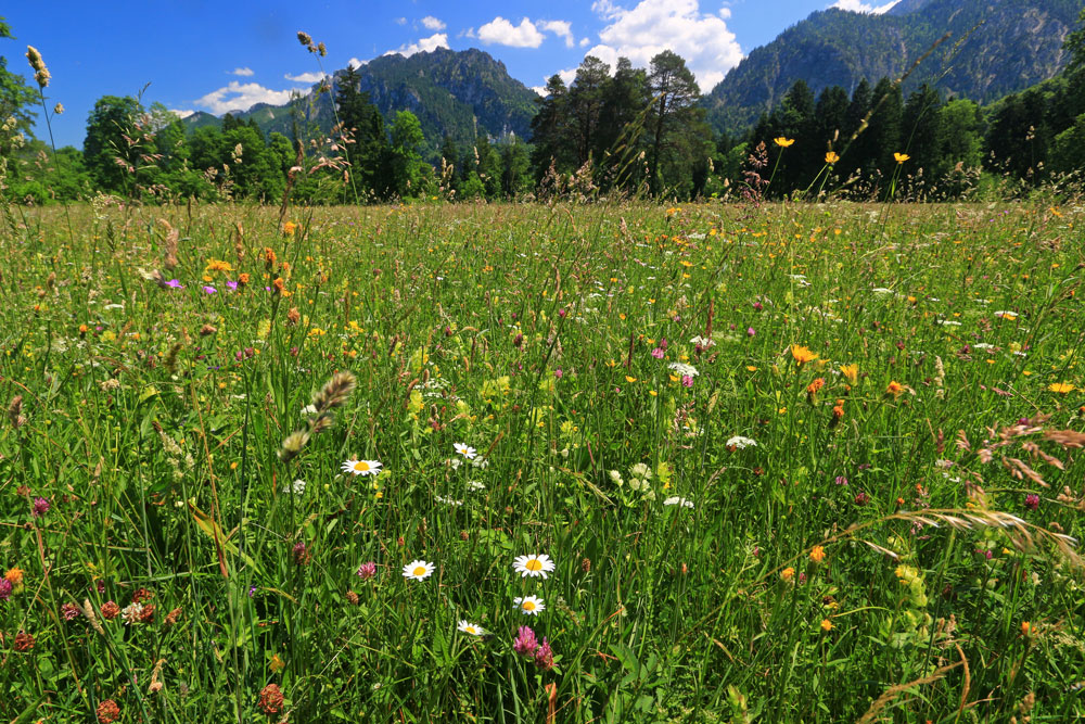 Im Bildvordergrund ist eine blütenreiche Wiese zu sehen, die durch einen Wald und die Alpen im Hintergrund begrenzt wird. Zwischen den Bäumen ist das Schloss Neuschwanstein zu sehen.