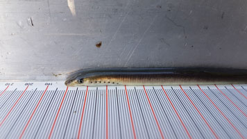 Ein an einen Aal erinnerndes Tier liegt auf einer Messskala. An der vorderen Seite sind sieben Kiemenspalten zu sehen.
