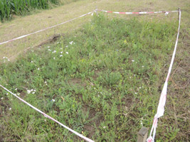 Mit Absperrband umzäunte Wiesenfläche mit lückigem Boden.