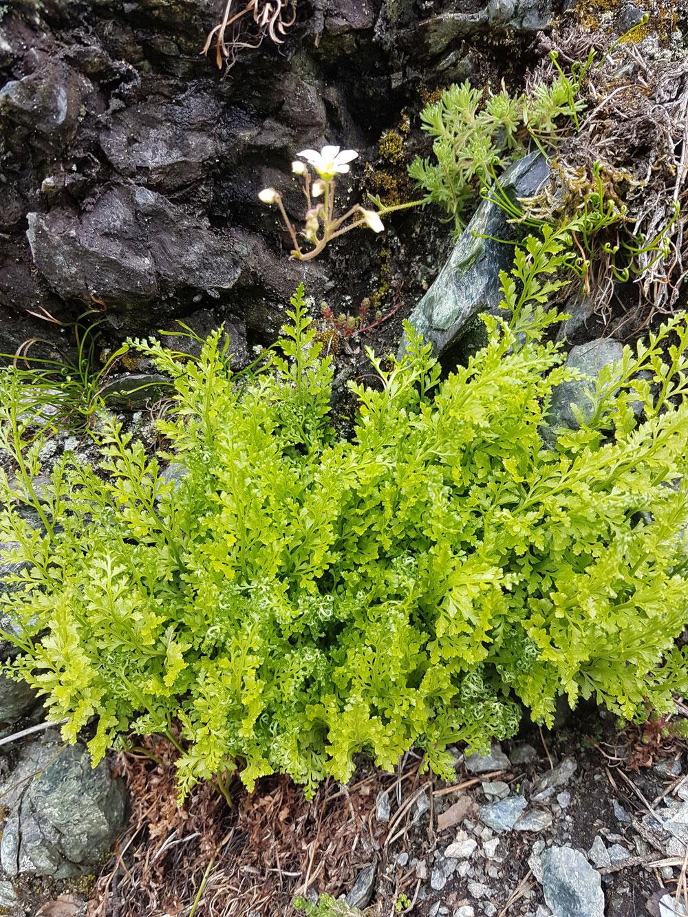 Zu sehen ist ein prachtvolles, leuchtend grünes Exemplar des Serpentin-Streifenfarns (Asplenium cuneifolium) an einem Felsfuß. Der Farn wächst buschig mit gefiederten Wedeln und feinen, breit ovalen, stumpf gezähnten Fiederchen. In der Felswand etwas oberhalb wächst ein blühender Rasen-Steinbrech (Saxifraga rosacea). Die Blüten sind weiß und kelchförmig und stehen am Ende eines längeren Stiels.