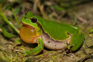 Ein rufender Laubfrosch mit ausgeklappter, orange-gelber Schallblase.