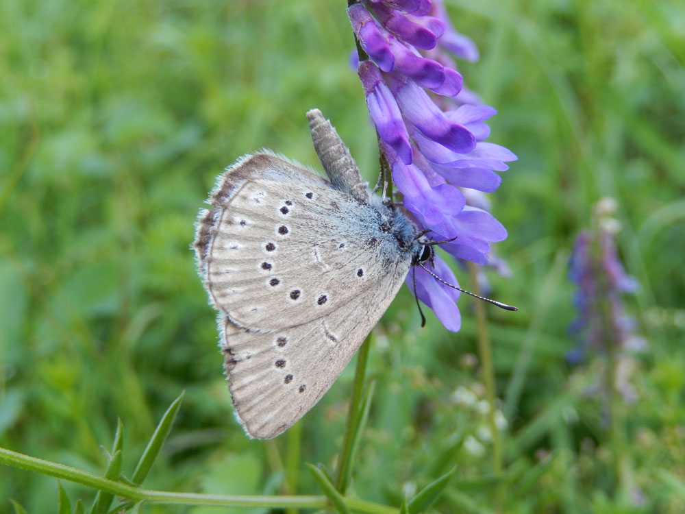 Ein Heller Wiesenknopfameisenbläuling ist auf der Suche nach Nektar auf einer blauen Vogelwicke.