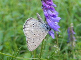 Ein Heller Wiesenknopfameisenbläuling ist auf der Suche nach Nektar auf einer blauen Vogelwicke.